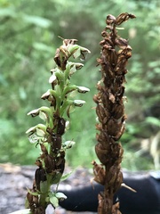 Platanthera huronensis