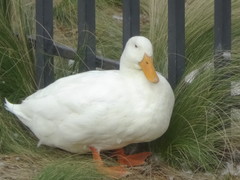 Anas platyrhynchos domesticus