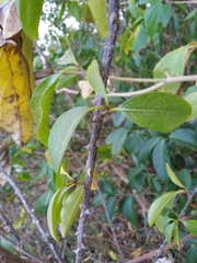 Zanthoxylum schreberi