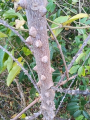 Zanthoxylum schreberi