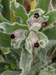 Nonea vesicaria