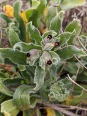 Nonea vesicaria