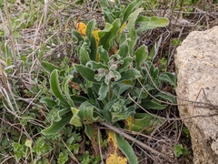 Nonea vesicaria
