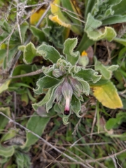 Nonea vesicaria