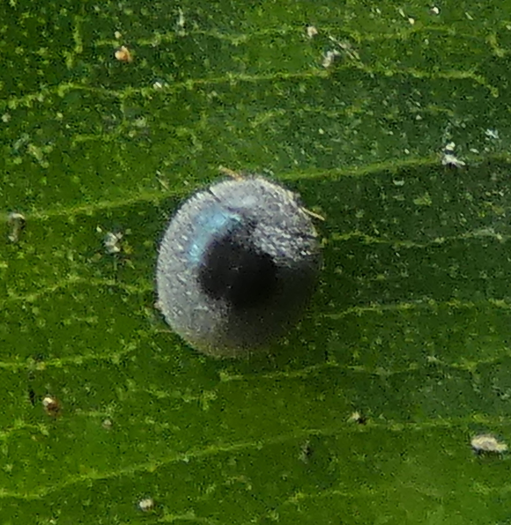 Azya ilicis