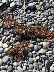 Macrocystis pyrifera