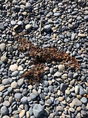 Macrocystis pyrifera