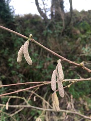 Corylus avellana