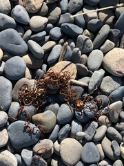 Macrocystis pyrifera