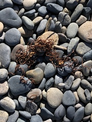 Macrocystis pyrifera