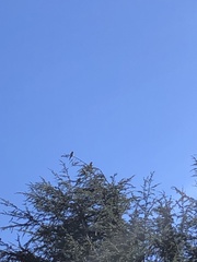 Psittacara erythrogenys