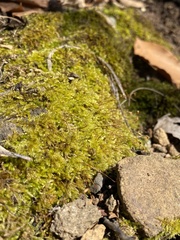 Eurhynchiastrum pulchellum