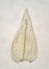 Eurhynchiastrum pulchellum