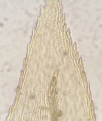 Eurhynchiastrum pulchellum