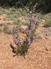 Penstemon ophianthus