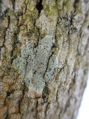Pertusaria pustulata
