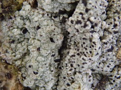 Pertusaria pustulata