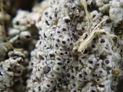 Pertusaria pustulata