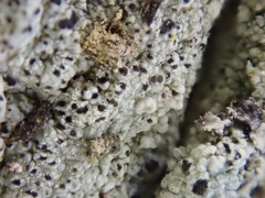 Pertusaria pustulata