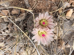 Echinomastus intertextus