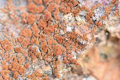 Rufoplaca arenaria