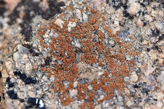 Rufoplaca arenaria