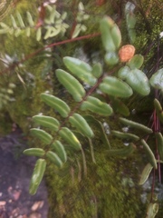 Pellaea atropurpurea
