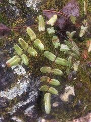 Pellaea atropurpurea
