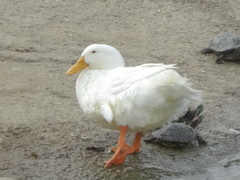 Anas platyrhynchos domesticus