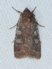 Cerastis tenebrifera