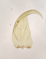 Hypnum curvifolium