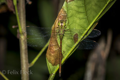 Triacanthagyna septima