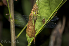 Triacanthagyna septima