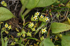 Gymnosteris parvula
