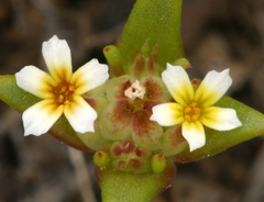 Gymnosteris parvula