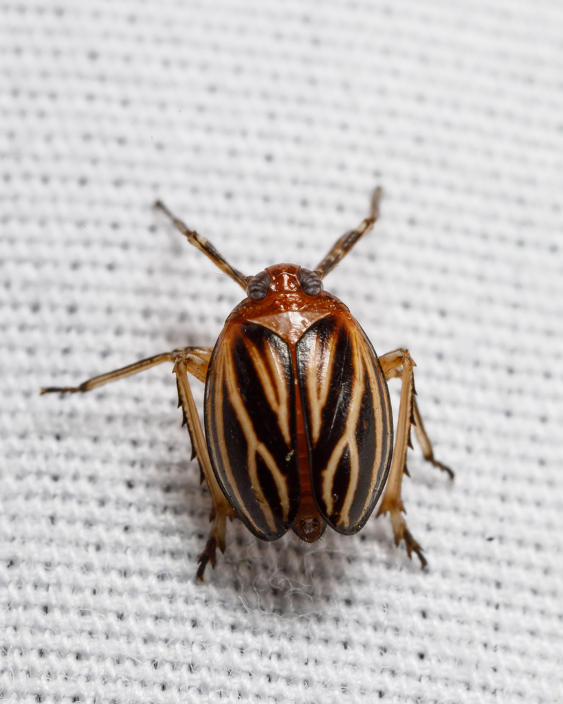 Phylloscelis atra