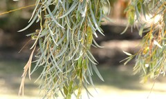 Acacia pendula