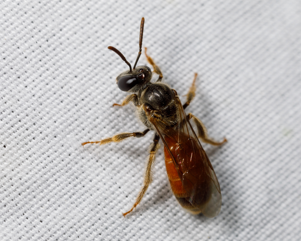 Texas Nocturnal Sweat Bee