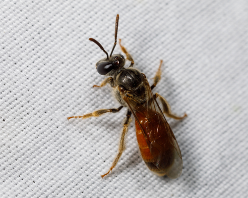 Texas Nocturnal Sweat Bee