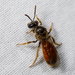 Texas Nocturnal Sweat Bee - Photo (c) Meghan Cassidy, some rights reserved (CC BY-SA), uploaded by Meghan Cassidy