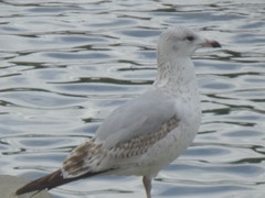 Larus delawarensis