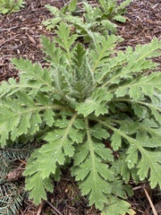 Meconopsis wallichii