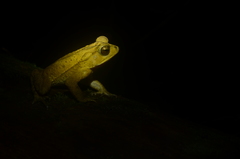Incilius leucomyos