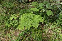 Pteris buchananii
