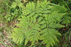Pteris buchananii