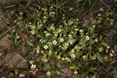 Gymnosteris parvula