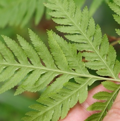 Pteris buchananii