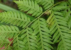 Pteris buchananii