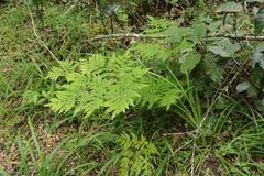 Pteris buchananii