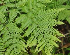 Pteris buchananii